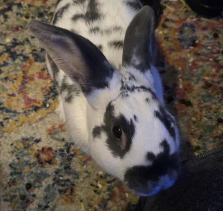 Photo of Dobby