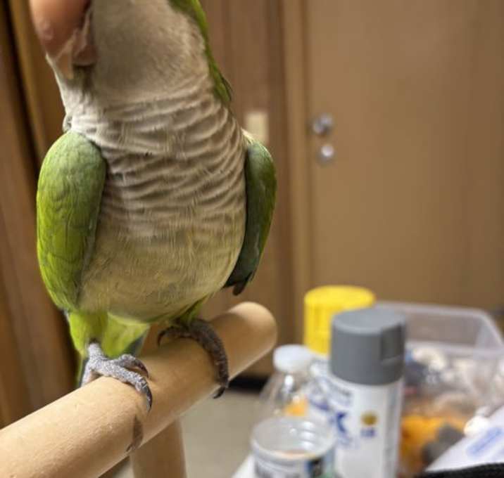 Photo of Kiwi