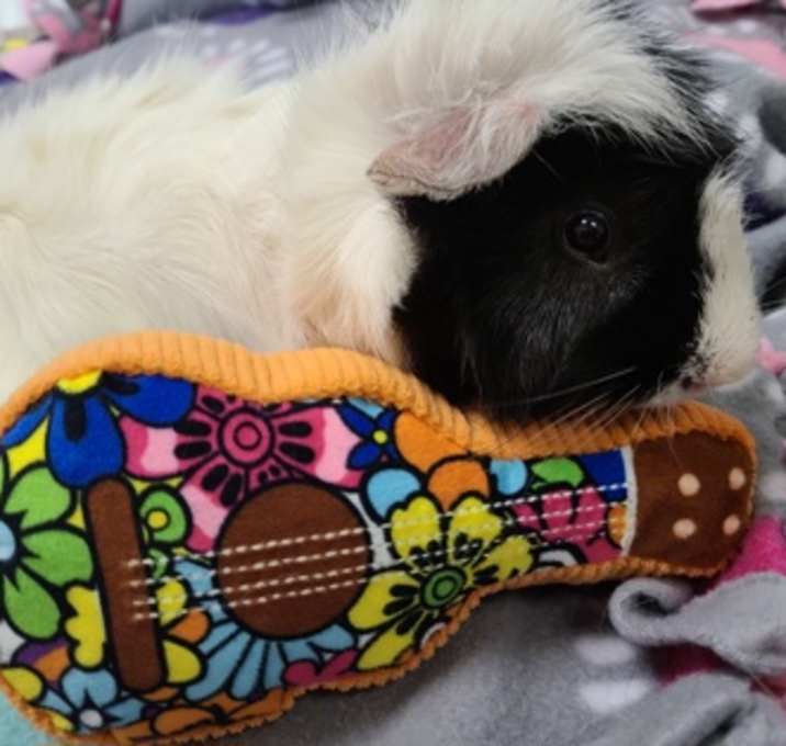 Photo of Elvis