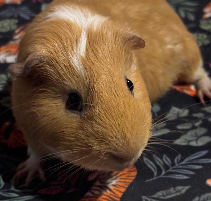 Photo of Lincoln