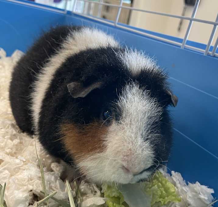 Photo of PANDA PIG