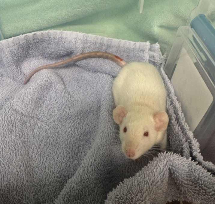 Photo of Scarlet