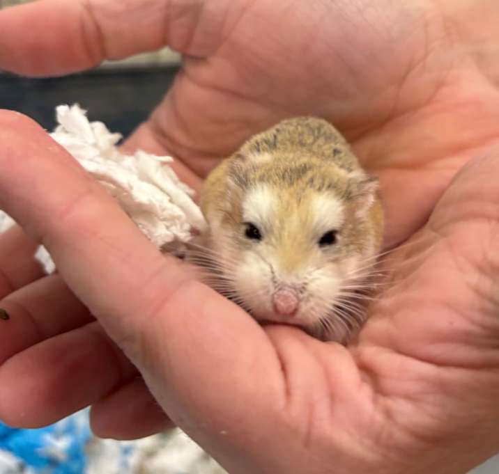 Photo of Pumpkin 