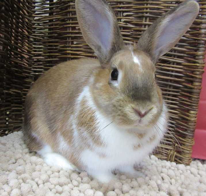 Photo of Cinnamon