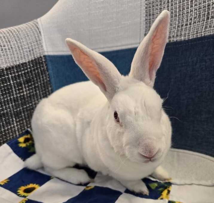 Photo of Tofu