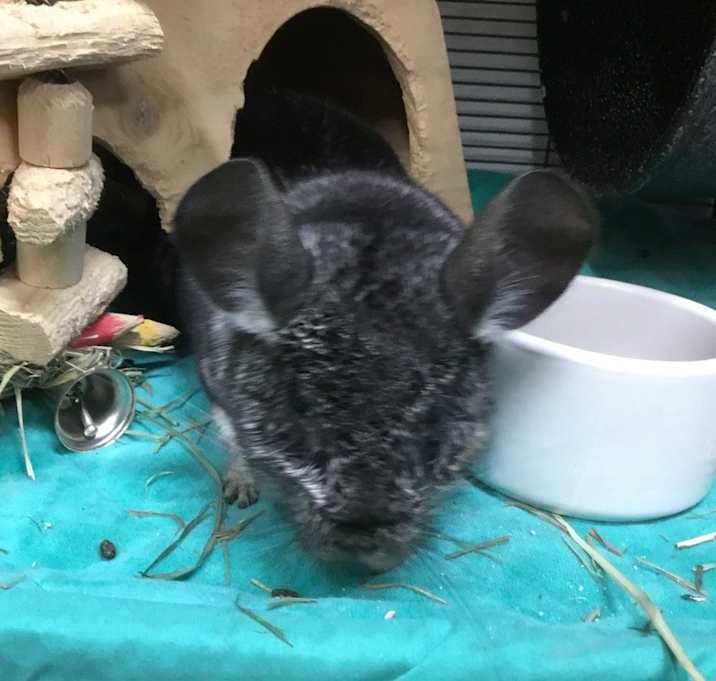 Photo of Henry