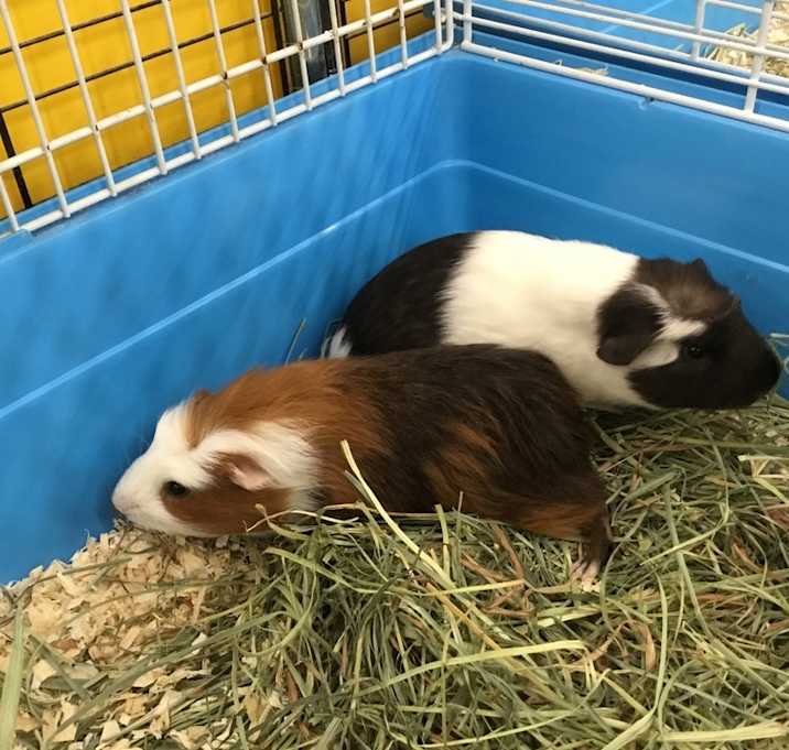 Photo of Cucoamanuno ( lives with Catrion)
