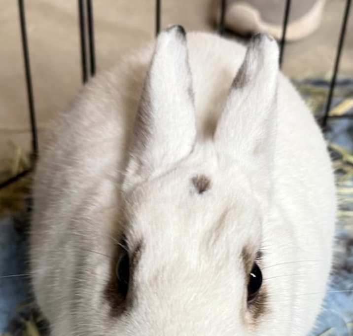 Photo of Cleo