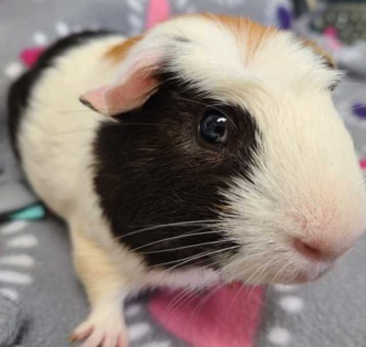 Photo of Hercules