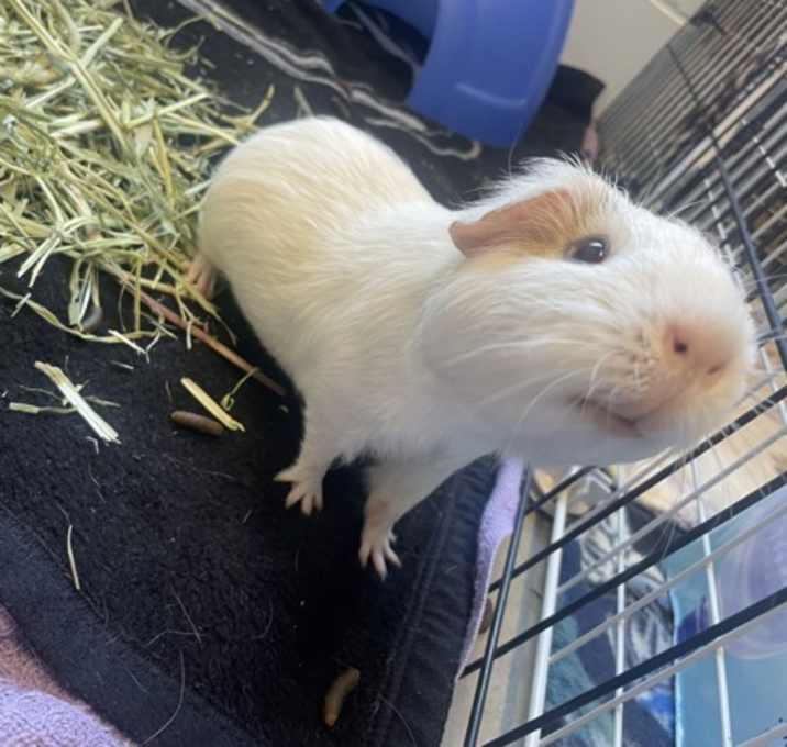 Photo of Bunny