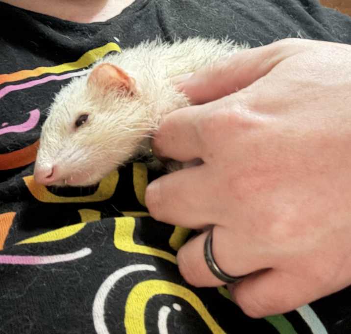 Photo of Sketti
