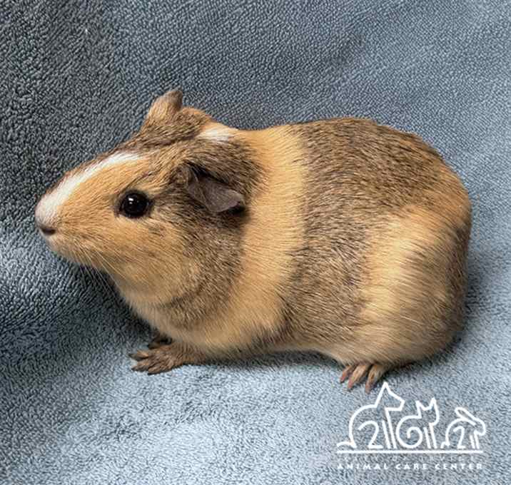 Photo of BUTTERCUP