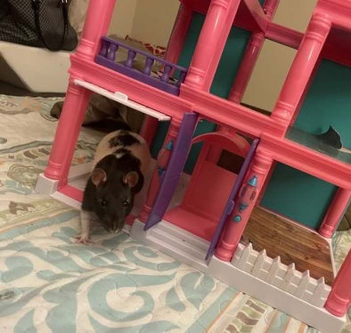 Photo of Buster and Beans
