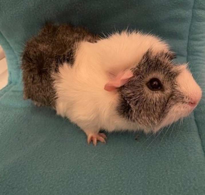 Photo of Bandit