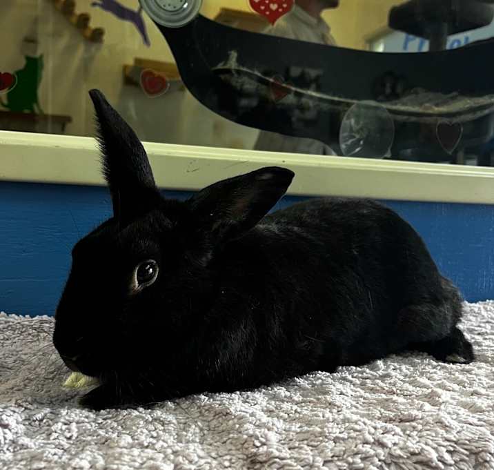 Photo of Bertie - Chino Hills Location