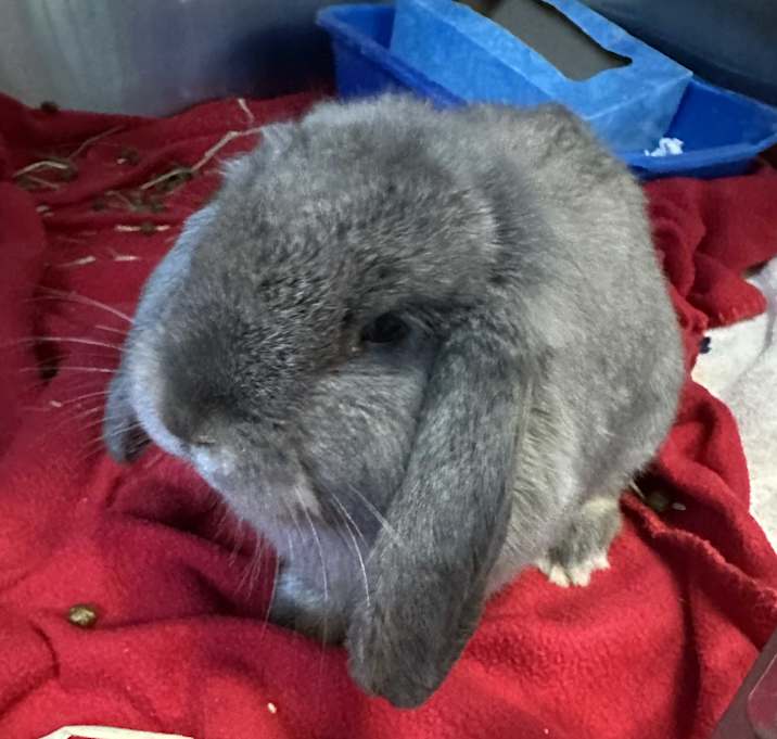 Photo of Jellybean