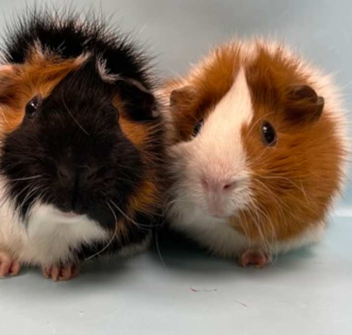 Photo of Ravioli