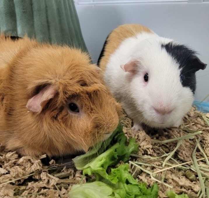 Photo of Theodore (bonded To Simon)