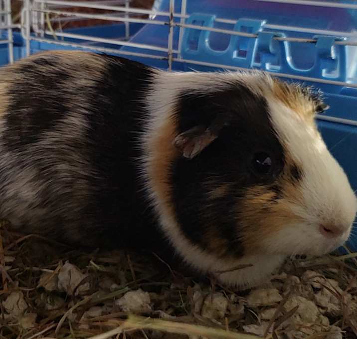 Photo of Macchiato