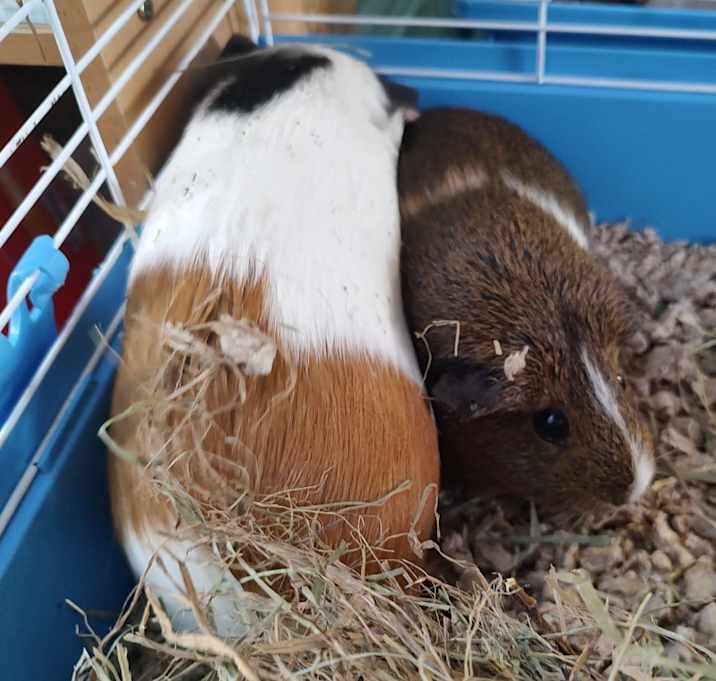 Photo of Baileya & Nalabean