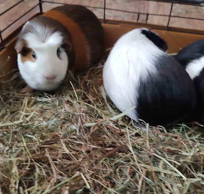 Photo of Dasiyeti & Peanutana & Spots