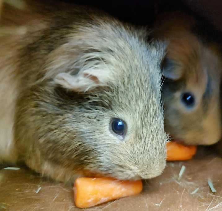 Photo of Chubbsee & Tofu