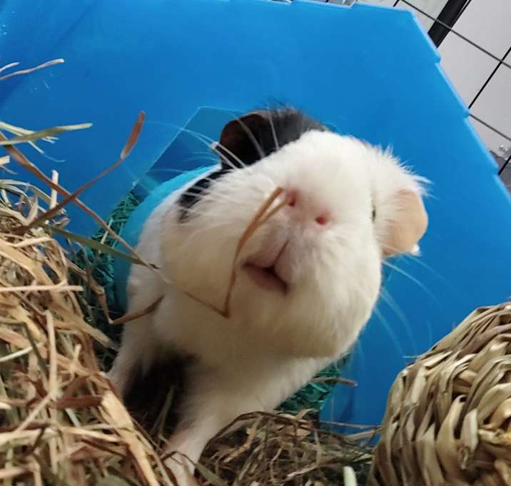 Photo of Potatoto & Smoresan & Twixi