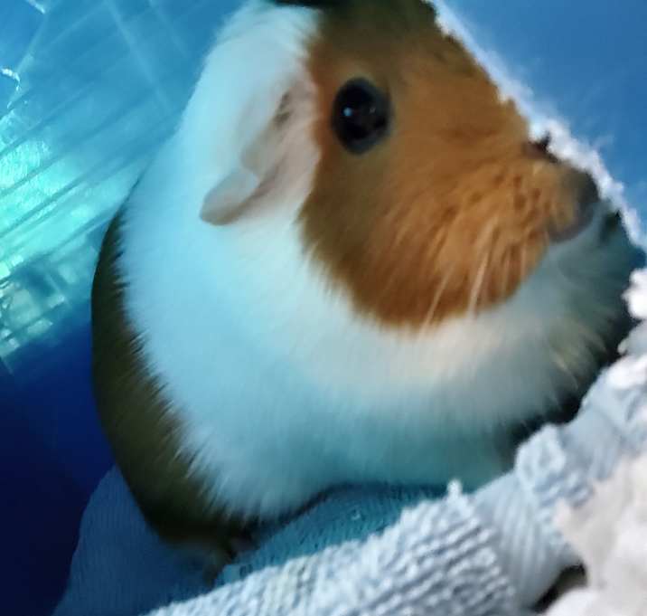 Photo of Butterscotchbean