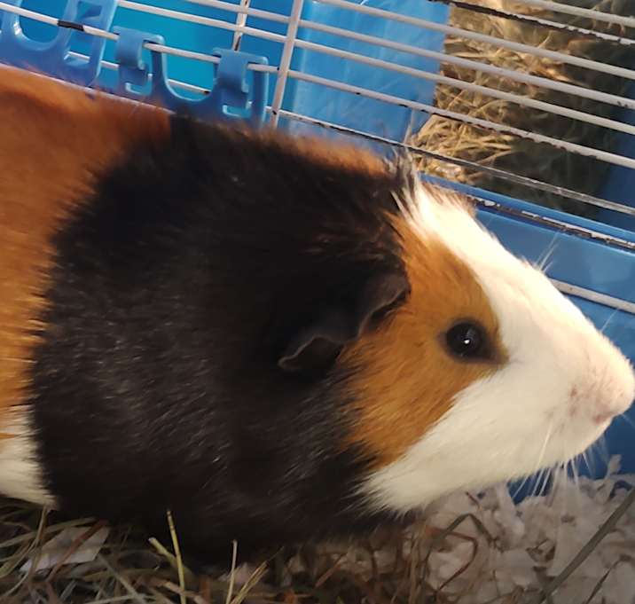 Photo of Peanuttoe