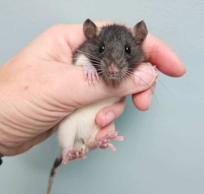 Photo of Rat Efron