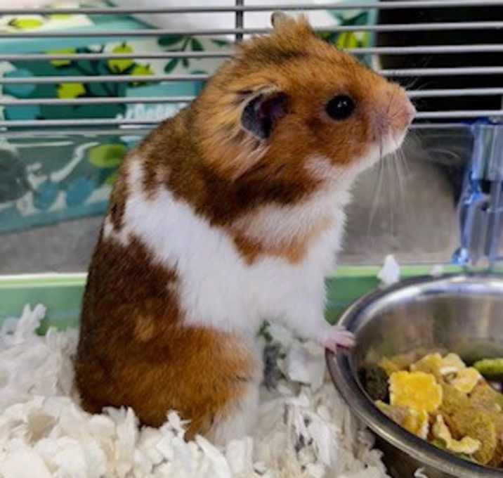 Photo of Bruno