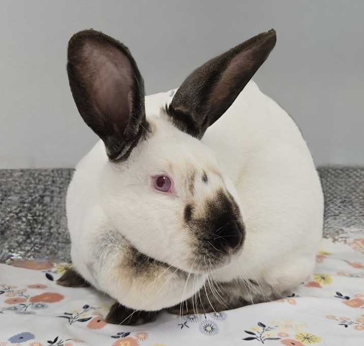 Photo of Annabelle
