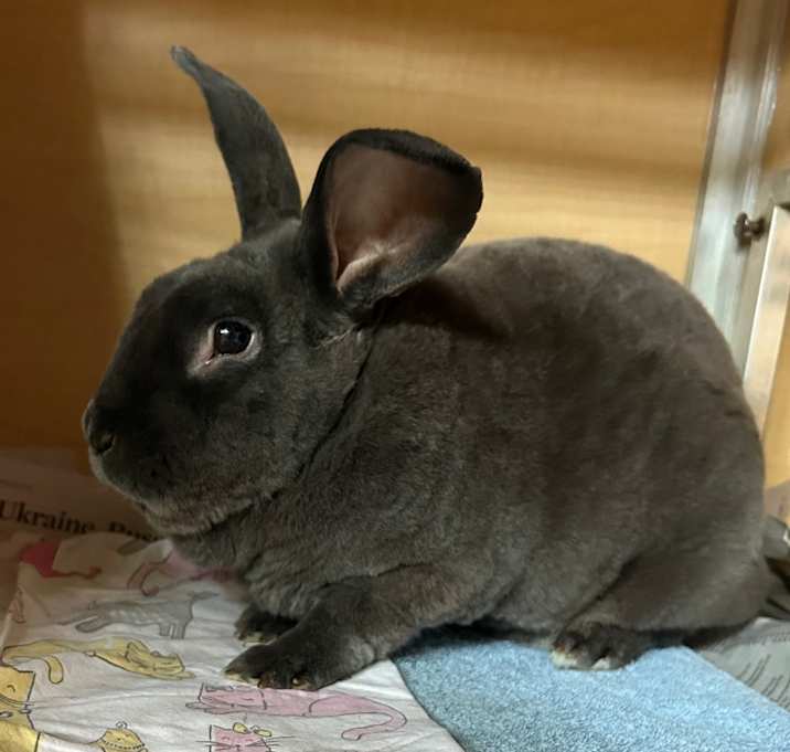 Photo of Harry