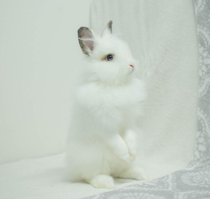 Photo of Kobie