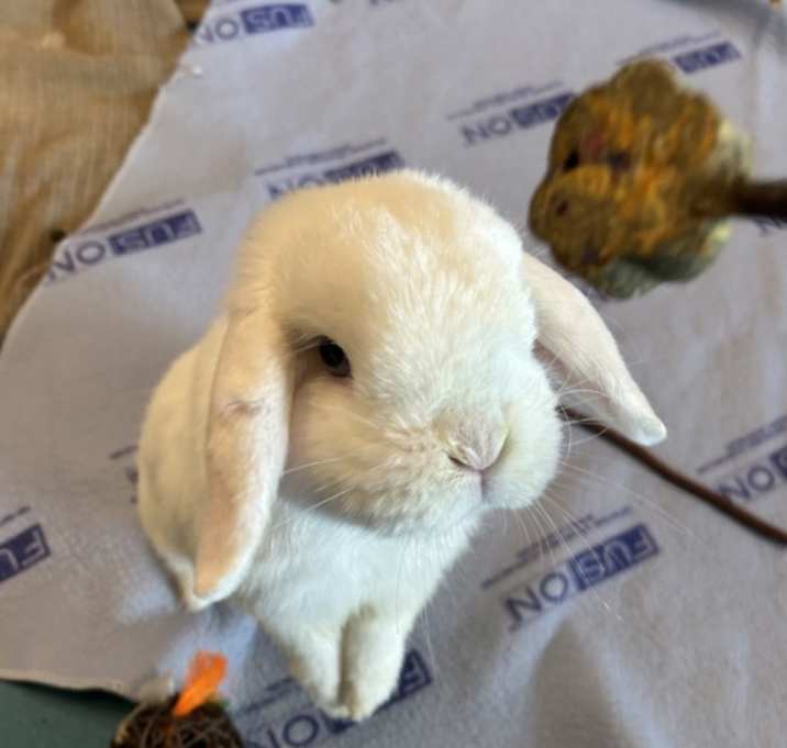 Photo of Max (bonded To Ruby)
