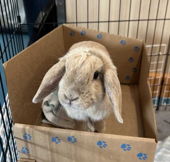Photo of Ruby (bonded To Max)