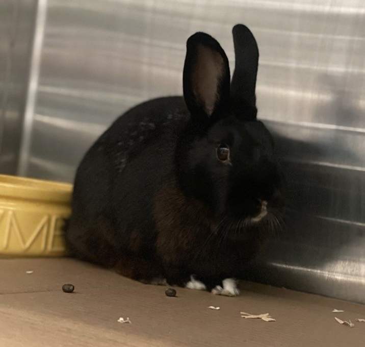Photo of Daffodil
