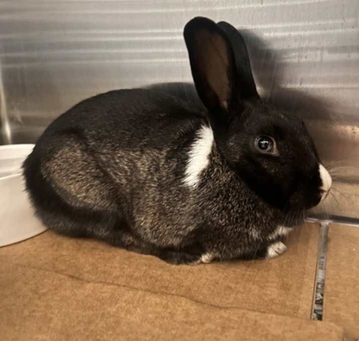 Photo of Bunita