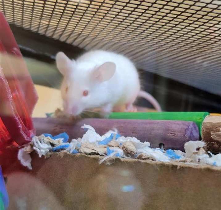 Photo of Creepela Von Cacklefur