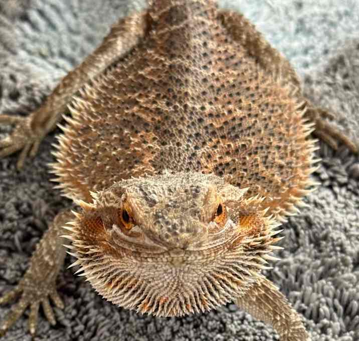 Photo of Jester
