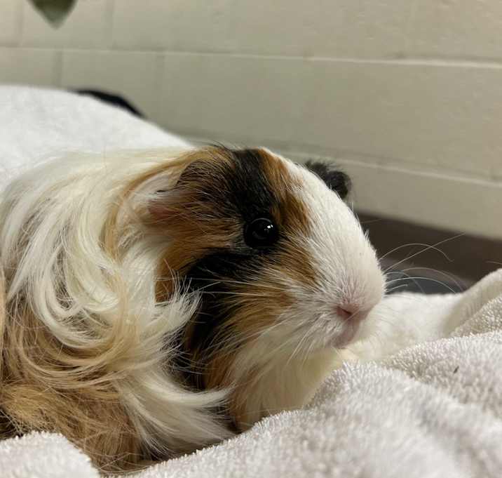 Photo of Honey