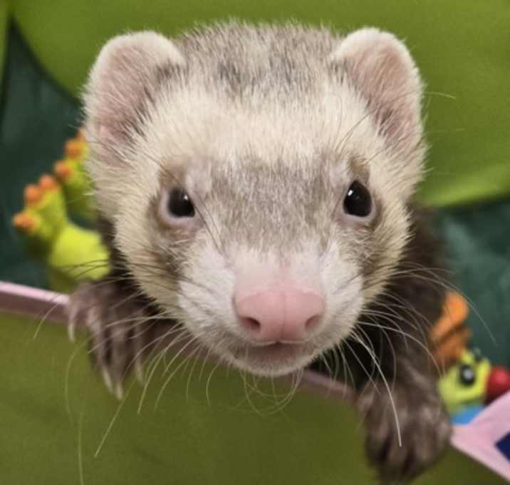 Photo of Zelda