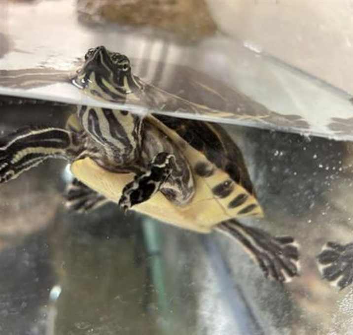 Photo of RAPHAEL