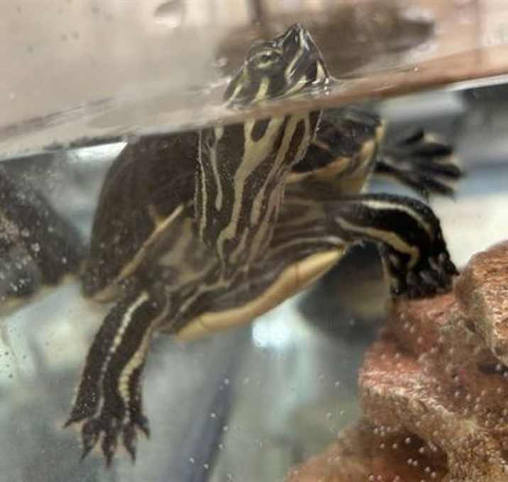 Photo of DONATELLO