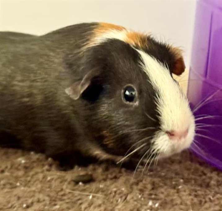 Photo of *DELILAH