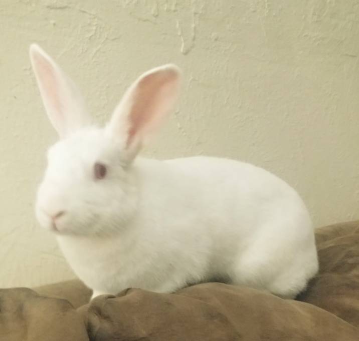 Photo of Aniani