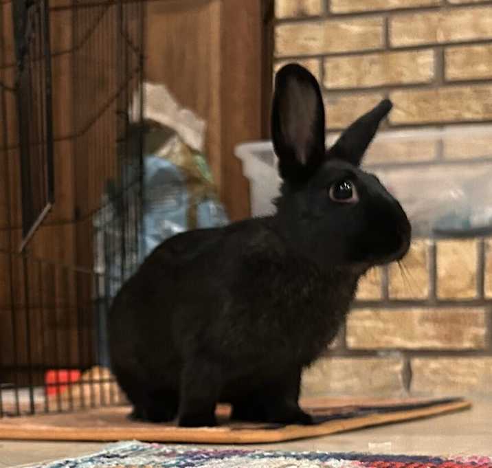 Photo of Olive