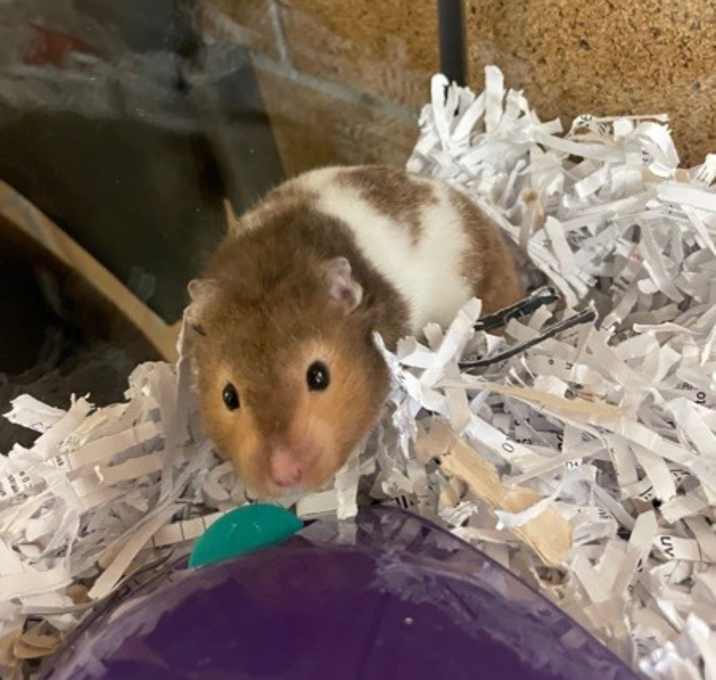 Photo of Henry