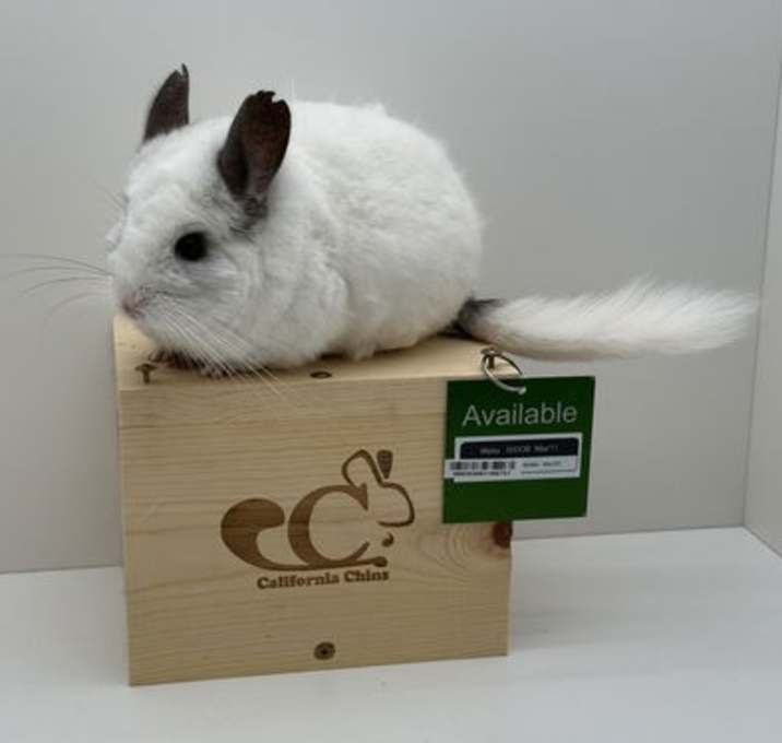Photo of Maisy