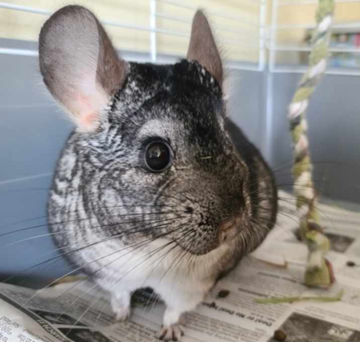 Photo of Jasper